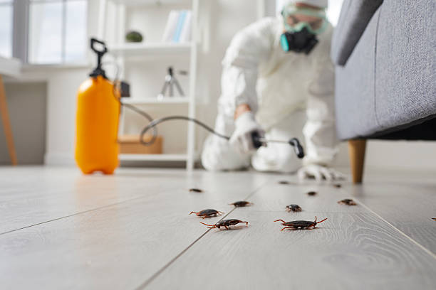 Commercial Rodent Management in Tallulah